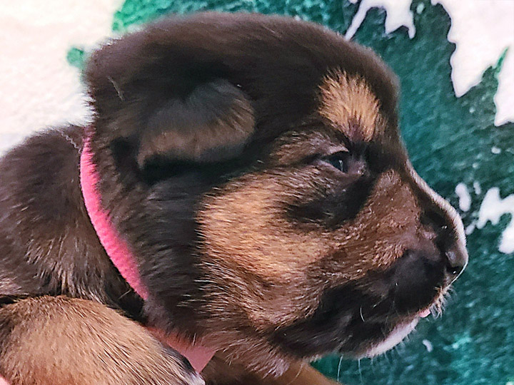 chinook puppy